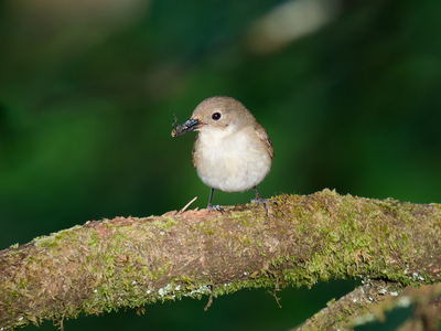 Thumbnail of Pied Flycatcher